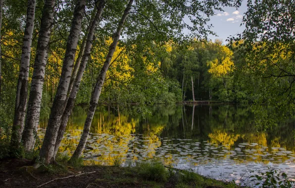 Picture trees, lake, silence