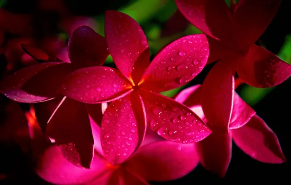 Drops, flowers, Rosa, red, plumeria, frangipani, plumeria