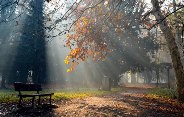 Autumn, rays, light, nature, Park, shop