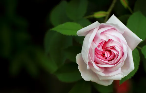 Flower, rose, petals