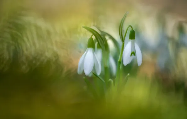 Flowers, blur, spring, snowdrops, white, buds, bokeh