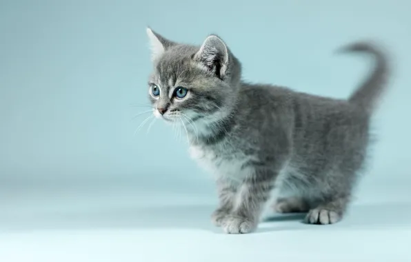 Cat, look, kitty, grey, background, blue, portrait, blur