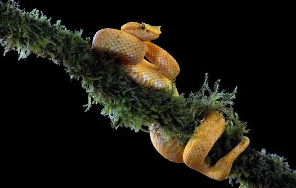 Picture branches, yellow, moss, snake, black background
