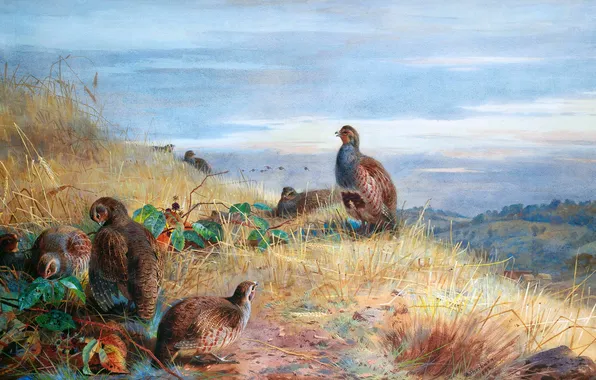 Grass, Birds, Dawn, Picture, Archibald Thorburn, Archibald Thorburn,, Scottish painter, Partridges