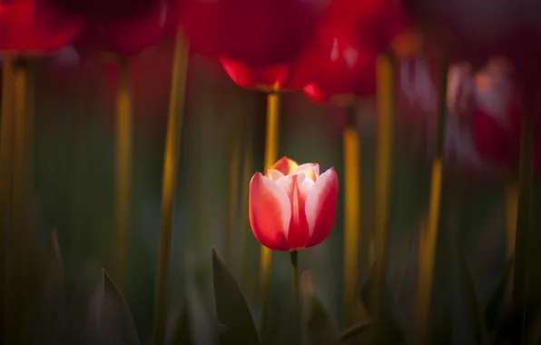 Picture red, nature, focus, spring, tulips