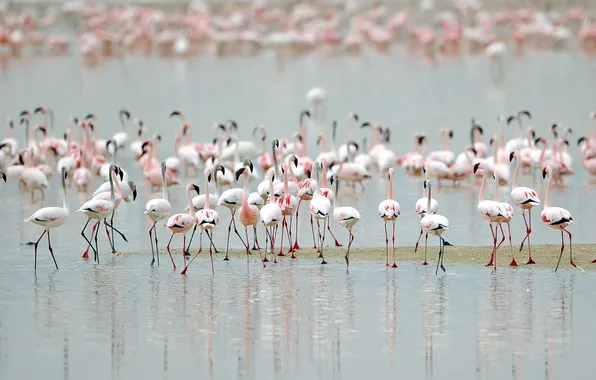 Picture birds, nature, Flamingo