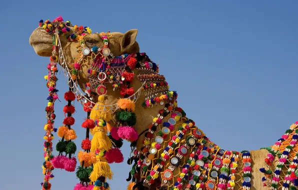 DECORATION, HEAD, CAMEL, NECK