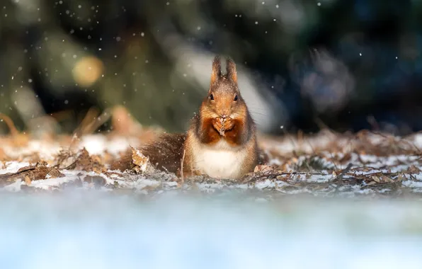 Winter, snow, foliage, protein, red, sitting, snowfall, bokeh