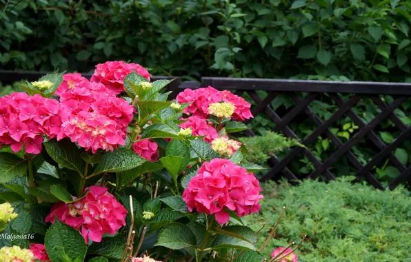 Flower, garden, blooming