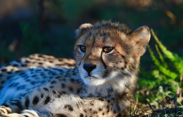 Picture look, face, light, portrait, shadow, baby, Cheetah, lies