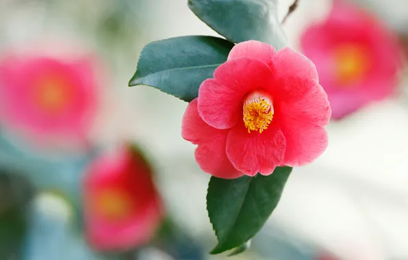 Picture leaves, flowers, red, light background, bokeh, Camellia