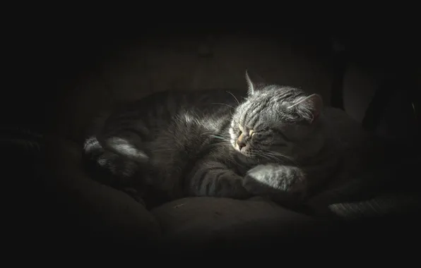 Cat, cat, light, comfort, the dark background, grey, sleep, morning