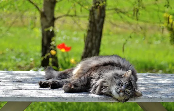 Greens, cat, grass, cat, look, light, trees, bench