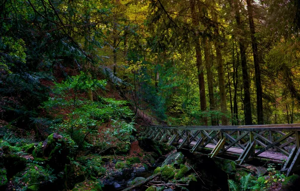 Forest, bridge, river, hdr, the bridge over the river in the forest, bridge in the …