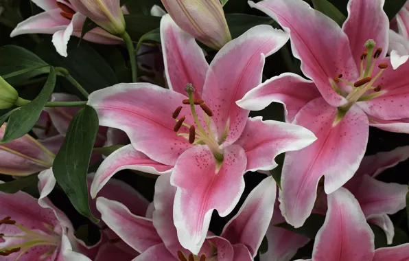Picture macro, pink, Lily