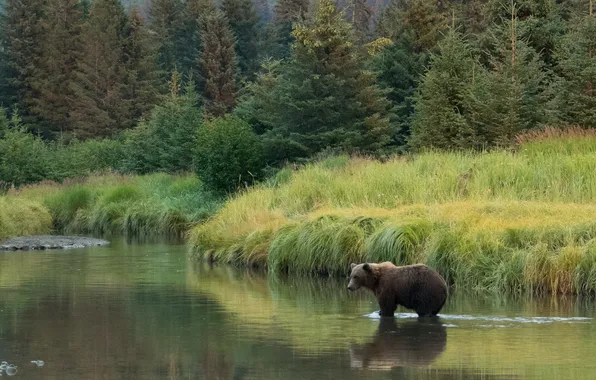 Forest, grass, landscape, nature, reflection, shore, ate, bear