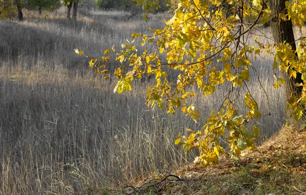 Autumn, yellow leaves, oak, yellow oak