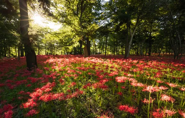 Trees, flowers, Park, he lost his parents,