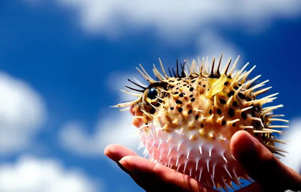 Picture ball, hand, fish, spikes, Diodontidae, Fish-urchin