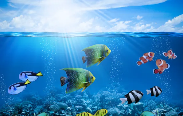 The sun, rays, fish, bubbles, underwater world, underwater, ocean, fishes