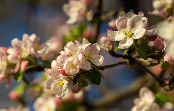 Flowers, branches, spring, Apple, flowering, flowering tree, Apple blossoms