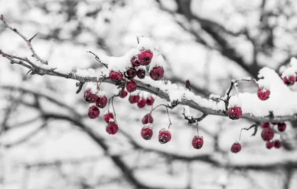 Cold, ice, winter, macro, snow, berries, branch