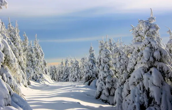 Picture winter, snow, tree