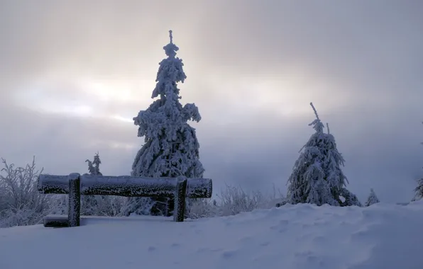 Winter, snow, tree, morning, bench