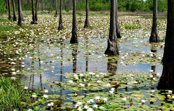 Picture forest, trees, flood