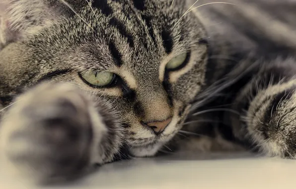 Cat, cat, paws, muzzle, lying