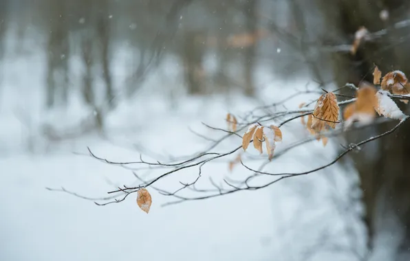 Winter, leaves, macro, snow, branch, yellow, dry