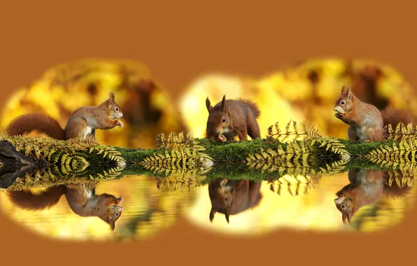 Leaves, water, light, reflection, moss, protein, nuts, red