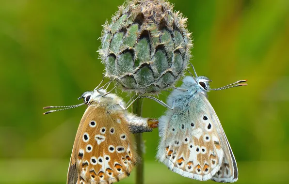 Flowers, butterfly, plant, moth