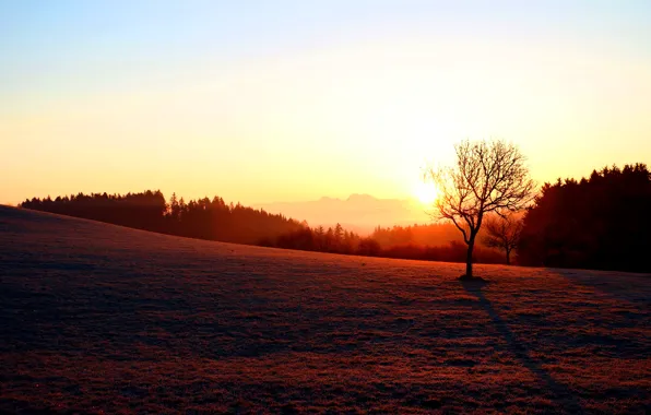 Field, the sky, the sun, sunset, tree, dawn, shadow, the evening
