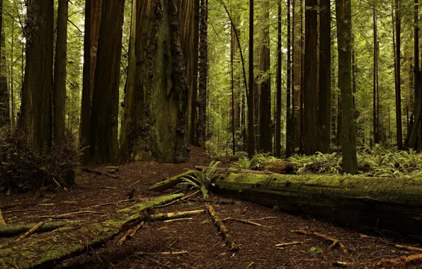 Picture forest, trees, nature