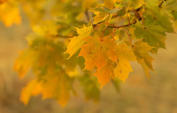 Autumn, leaves, branch, maple, bokeh
