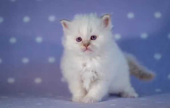 Cat, white, look, pose, kitty, baby, face, pussy