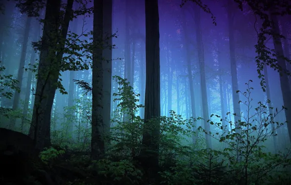 Picture forest, light, trees, night, branches, fog, the evening, the bushes