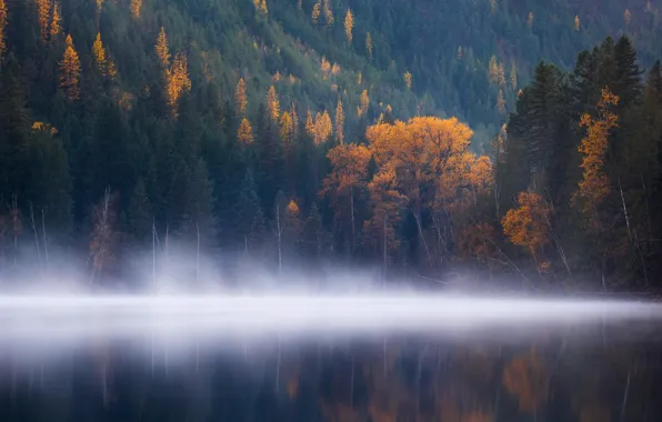 Forest, water, trees, fog, lake, surface