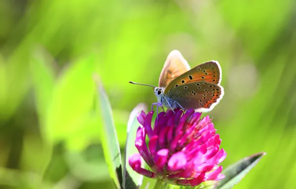 Greens, flower, macro, pink, butterfly, blur, spring, clover