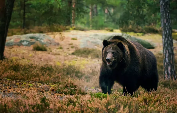 Picture forest, trees, bear, bear, walk, brown