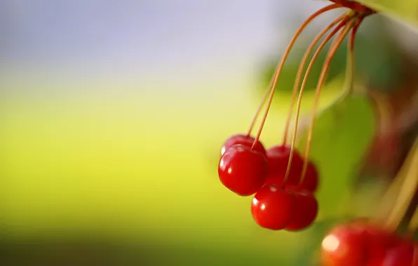 Picture nature, Red, Wild Berries