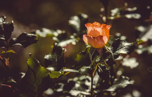 Leaves, flowers, orange, background, roses, garden, buds