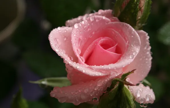 Picture drops, macro, pink, rose, Bud