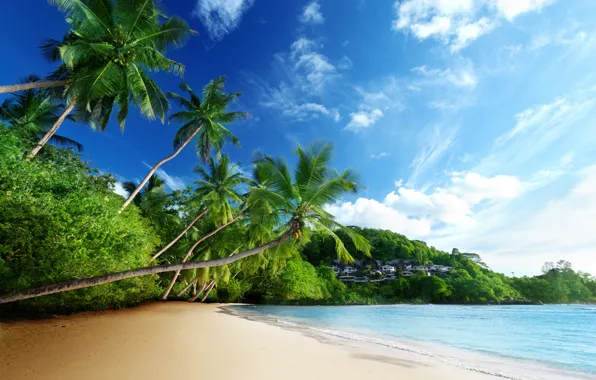 Picture sea, beach, tropics, palm trees
