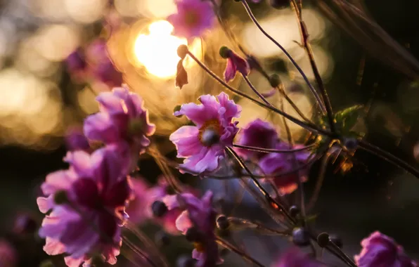 Picture the sun, flowers, bokeh