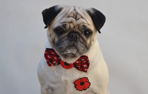 Look, pose, portrait, dog, pug, image, grey background, face