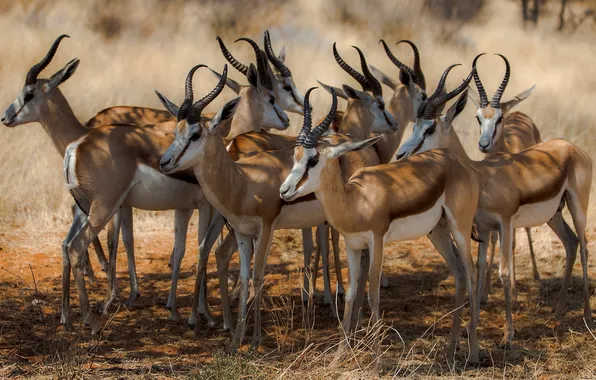 Picture nature, Africa, antelope