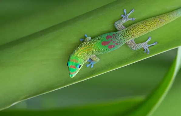 Picture sheet, plant, lizard, Gecko