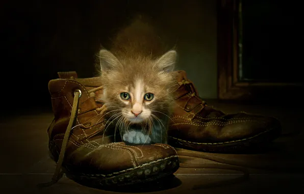 Picture cat, background, shoes